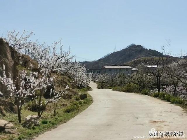 费县朱田,藏在春天里的美!