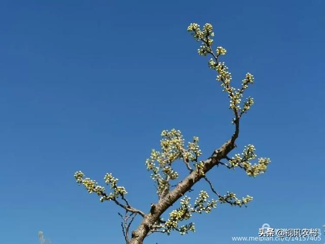 费县朱田,藏在春天里的美!