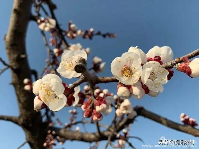费县朱田,藏在春天里的美!