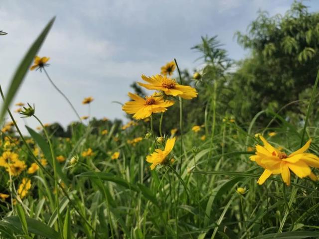 馆陶:美美花径,助力创城