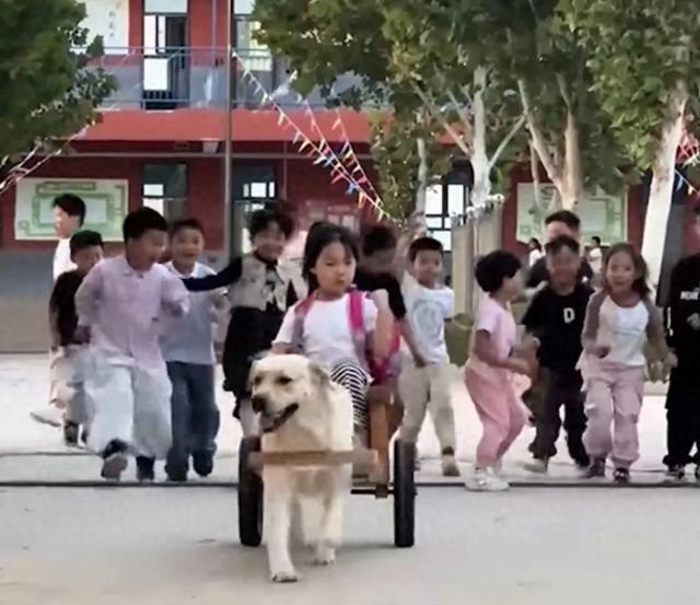 狗狗变身“专属司机”,拉小车接小主人放学萌翻全网