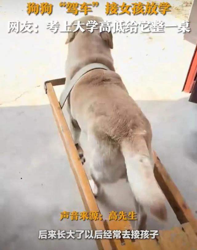 狗狗变身“专属司机”,拉小车接小主人放学萌翻全网