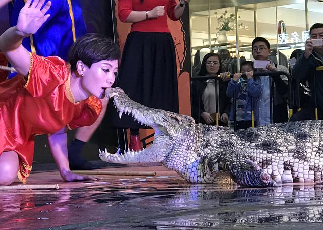 山东美女与鳄鱼相伴23年，至今单身无人敢追：不怕的你就来