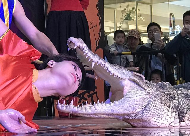 山东美女与鳄鱼相伴23年，至今单身无人敢追：不怕的你就来