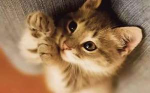 猫咪为什么会身体一颤一颤的？