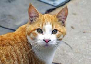 健康养猫法：不仅长寿，还能成网红？