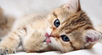 给猫咪开始喂食猫粮发生呕吐了怎么办？