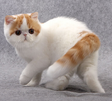 猫咪行情怎么样？纯白加菲猫贵不贵？
