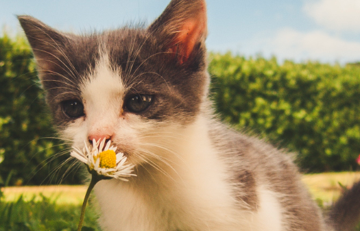 猫炎症需要忌口的都有哪些食物？