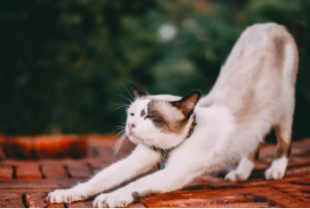 猫咪弓背是什么原因？