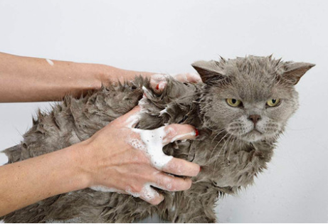 猫咪免水干洗的方法！