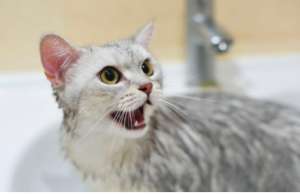 如何给长毛猫洗澡和护理？