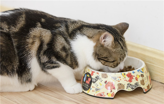 猫吃完饭为什么刨地 猫咪吃完饭刨地的原因