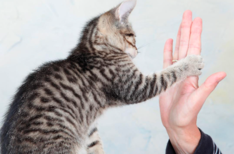 怎么训练猫猫与你握手？