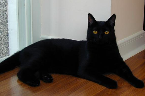 孟买猫和黑猫的区别，怎么区分？