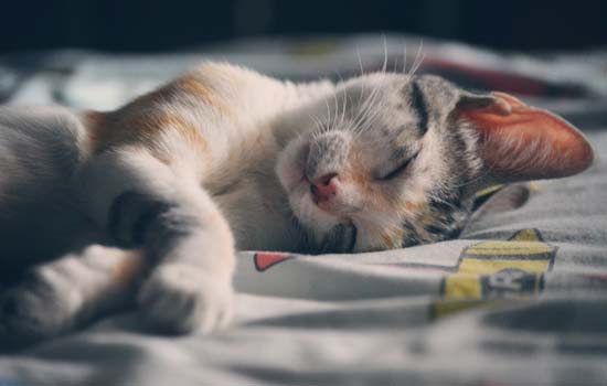 猫咪为什么用爪子按住人的嘴睡觉