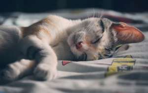 猫咪为什么用爪子按住人的嘴睡觉？