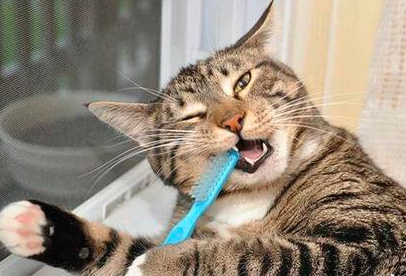 清洁猫牙齿的好方法 ！