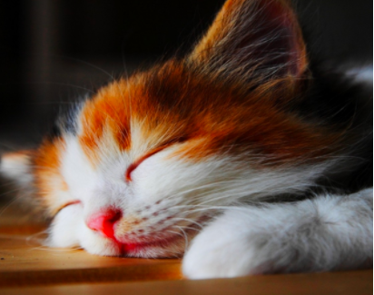 幼猫一直睡觉正常么？