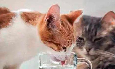 猫一天需要喝多少水 ？
