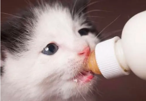 小猫能喝纯牛奶么?