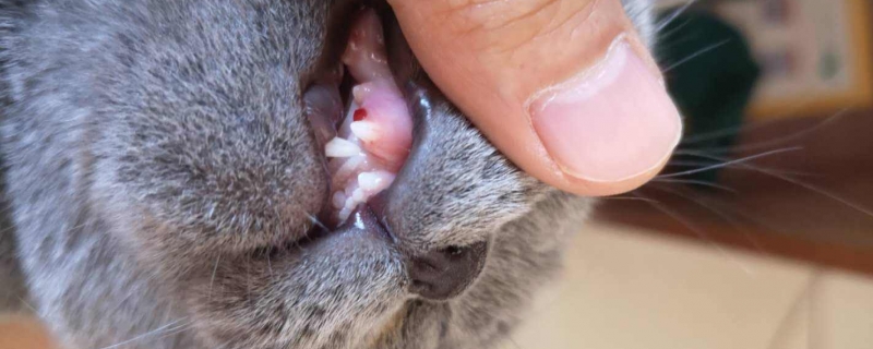 猫咪牙龈红肿的原因？