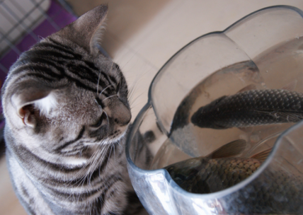 幼猫能吃鱼吗，猫咪怎么吃鱼才健康?