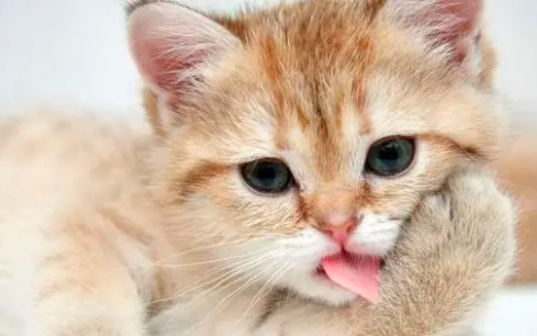 成年猫一天吃多少猫粮 适量提供猫粮