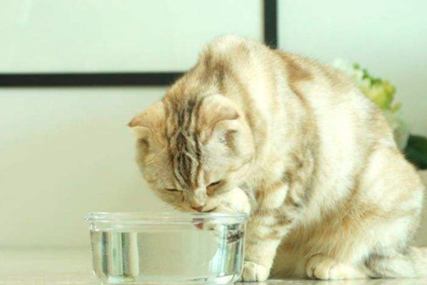 猫咪不爱喝水怎么办 拿辣条诱惑主动喝水