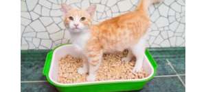 怎么锻炼猫咪使用猫砂?养猫必看!