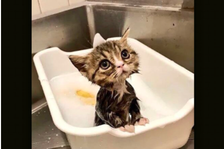 冬天猫咪怕洗澡 主人如何顺利进行？