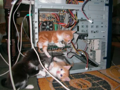 如何制止猫猫咬电线？