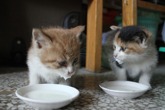 小猫可以喝人喝的奶粉吗