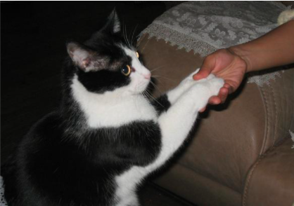 怎么训练沙特尔猫握手？