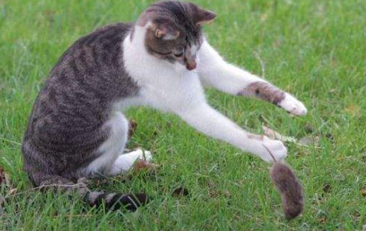 教你如何训练猫捉老鼠？