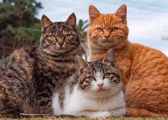 超受欢迎的四种小型猫咪，看你喜欢哪一种?