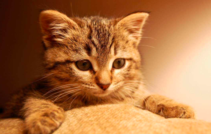 成年猫一天能吃多少猫粮，如何适量提供猫粮？