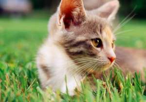 猫咪挑食要怎么办，如何防止猫咪挑食？
