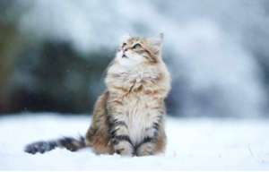 西伯利亚猫价格介绍 西伯利亚猫一只多少钱？