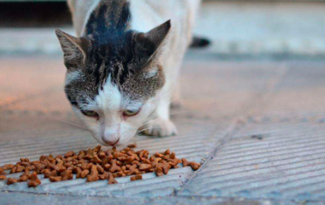 怎么教一个月的小猫吃猫粮？