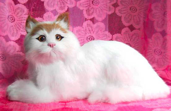 蒂凡尼猫品种介绍，蒂凡尼猫生活习性如何？