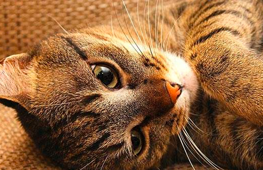 猫发出呜呜的声音是什么意思？ 猫咪语言的辨认