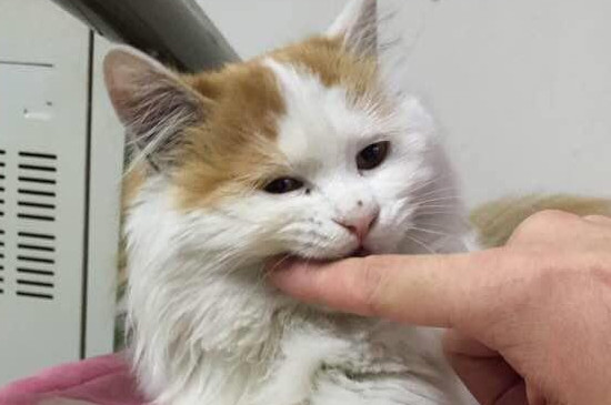 猫喜欢咬人手是为什么