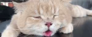 猫咪热的时候吐舌头呼吸急促怎么办？