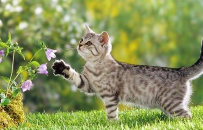 春季养猫的注意事项！