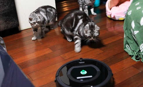 猫咪害怕吸尘器怎么办？
