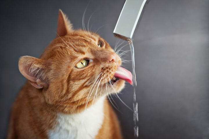 猫咪喝水是温水还是冷水