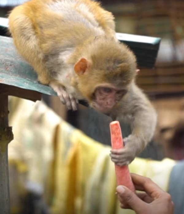 动物的友谊不分种族！ 超暖心虎斑猫主动照顾受伤小猴