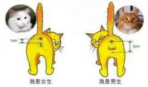 公猫和母猫的五官有区别吗？怎么从五官区分公猫母猫？