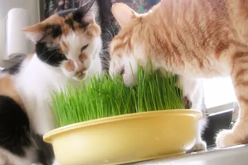 如何纠正猫咪破坏家里植物?